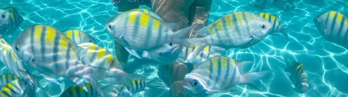 parrachos de rio do fogo parrachos de perobas